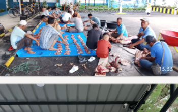 PLN UP3 Pematangsiantar Laksanakan Qurban Idul Adha 1447 H, Tebar Kepedulian untuk Sesama